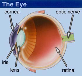 Diagram of Eye